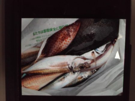 こかわ渡船　雅丸 釣果