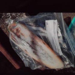 こかわ渡船　雅丸 釣果