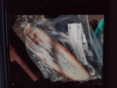 こかわ渡船　雅丸 釣果