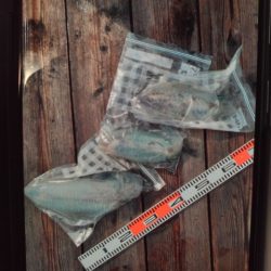 こかわ渡船　雅丸 釣果