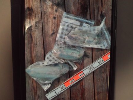 こかわ渡船　雅丸 釣果