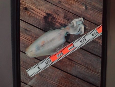 こかわ渡船　雅丸 釣果