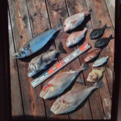 こかわ渡船　雅丸 釣果