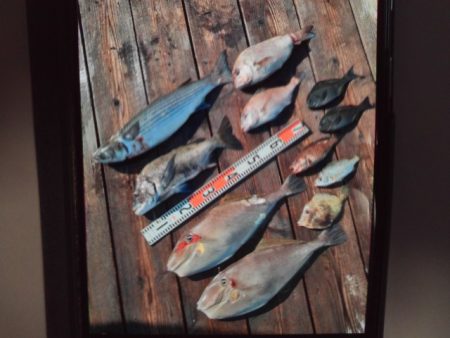 こかわ渡船　雅丸 釣果