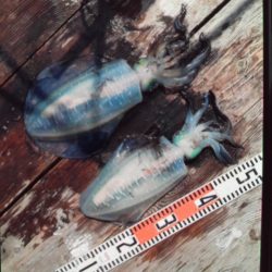 こかわ渡船 雅丸 釣果