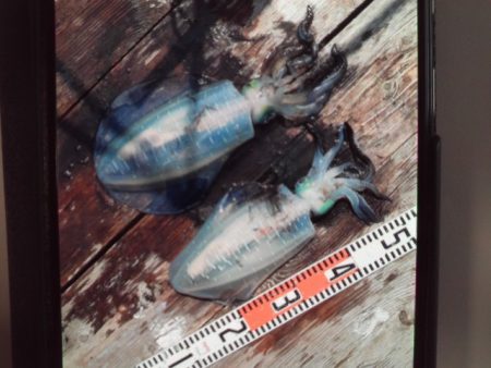 こかわ渡船 雅丸 釣果