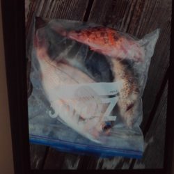 こかわ渡船　雅丸 釣果