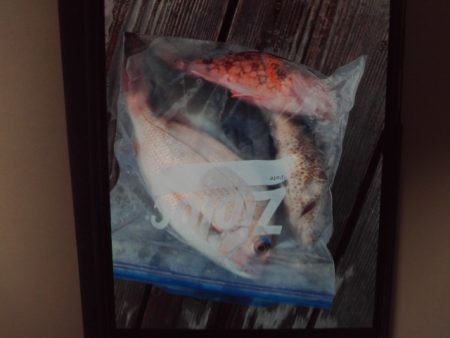 こかわ渡船　雅丸 釣果