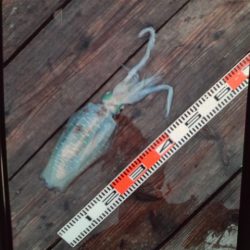 こかわ渡船　雅丸 釣果