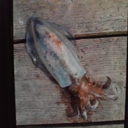 こかわ渡船　雅丸 釣果