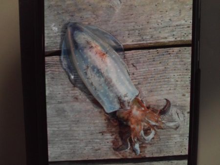 こかわ渡船　雅丸 釣果