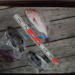 こかわ渡船 雅丸 釣果