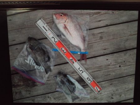 こかわ渡船 雅丸 釣果