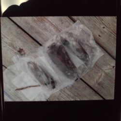 こかわ渡船　雅丸 釣果