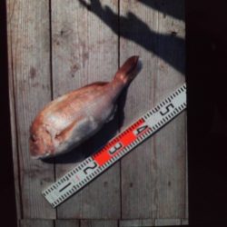 こかわ渡船 雅丸 釣果