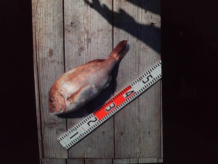 こかわ渡船 雅丸 釣果