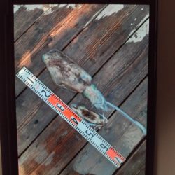 こかわ渡船　雅丸 釣果