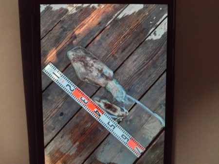 こかわ渡船　雅丸 釣果