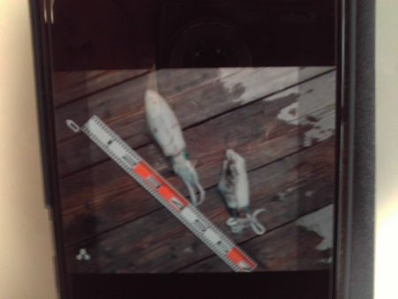 こかわ渡船　雅丸 釣果