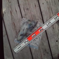 こかわ渡船 雅丸 釣果