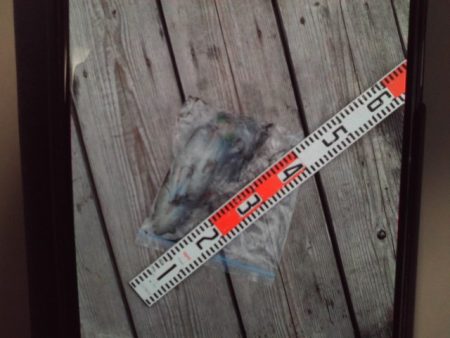 こかわ渡船 雅丸 釣果