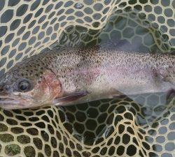 朝霞ガーデン 釣果