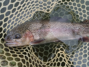 朝霞ガーデン 釣果