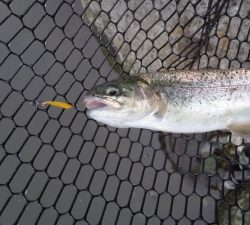 朝霞ガーデン 釣果