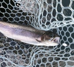 朝霞ガーデン 釣果