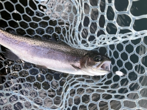 朝霞ガーデン 釣果