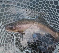 朝霞ガーデン 釣果