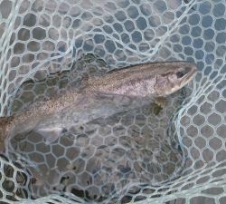 朝霞ガーデン 釣果