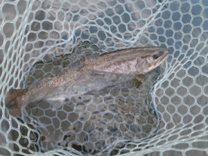 朝霞ガーデン 釣果