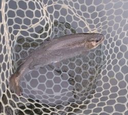 朝霞ガーデン 釣果