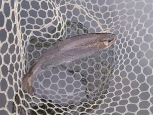 朝霞ガーデン 釣果