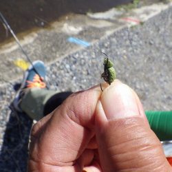 平谷湖フィッシングスポット 釣果