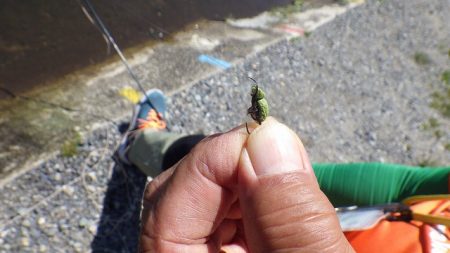 平谷湖フィッシングスポット 釣果