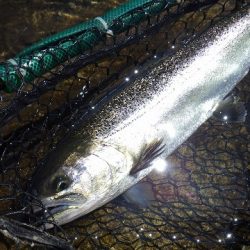 平谷湖フィッシングスポット 釣果