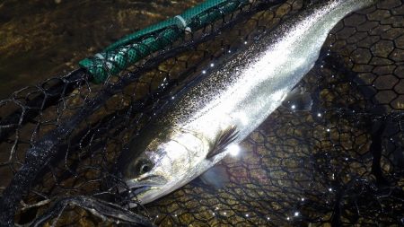 平谷湖フィッシングスポット 釣果