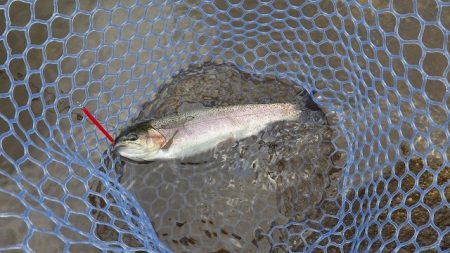 平谷湖フィッシングスポット 釣果