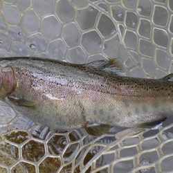 平谷湖フィッシングスポット 釣果