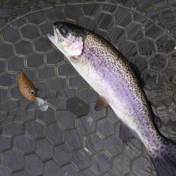 平谷湖フィッシングスポット 釣果