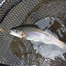 平谷湖フィッシングスポット 釣果