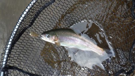 平谷湖フィッシングスポット 釣果