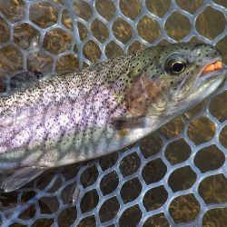 平谷湖フィッシングスポット 釣果