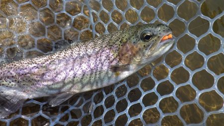 平谷湖フィッシングスポット 釣果