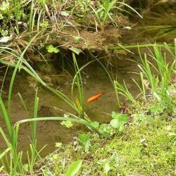 平谷湖フィッシングスポット 釣果