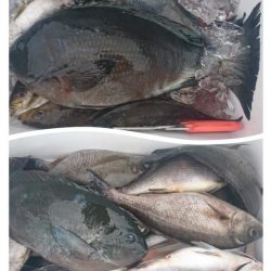 しば渡船 釣果