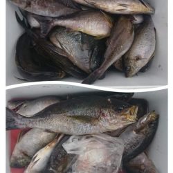 しば渡船 釣果