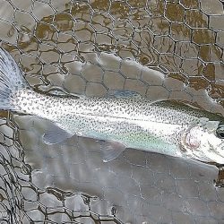 平谷湖フィッシングスポット 釣果